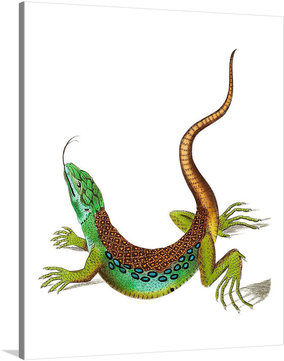 Ameiva Lizard or Great Spotted Lizard by George Shaw is a captivating and informative illustration of a small, colorful lizard native to the Americas. The illustration is hand-colored and features a wealth of detail, including the lizard's scaly skin, long tail, and sharp claws.
