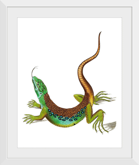 "Ameiva Lizard or Great Spotted Lizard", George Shaw