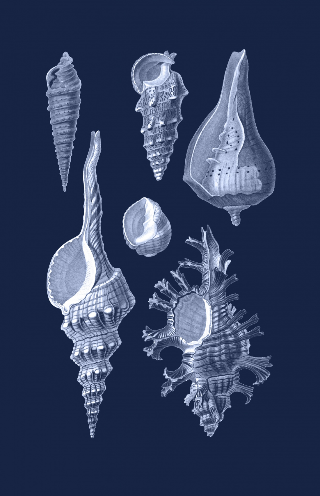  Sea Life, Blue, Sea shells, Image, Art, Painting, Print, White, Shells, Illustration