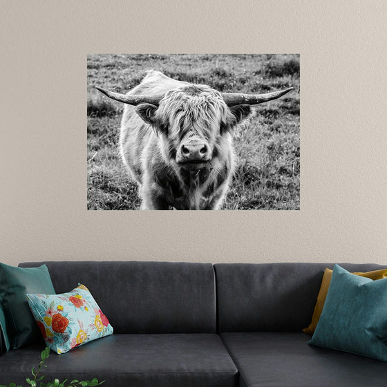 “Highland Cow Staring Contest Crop“, Nathan Larson