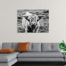  “Highland Cow Staring Contest Crop“, Nathan Larson