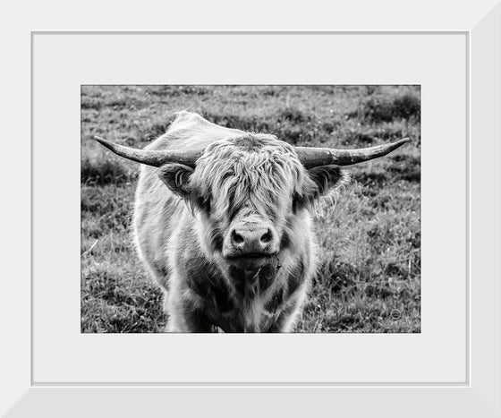“Highland Cow Staring Contest Crop“, Nathan Larson