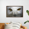 “Snowy Owl Stare“, Nathan Larson