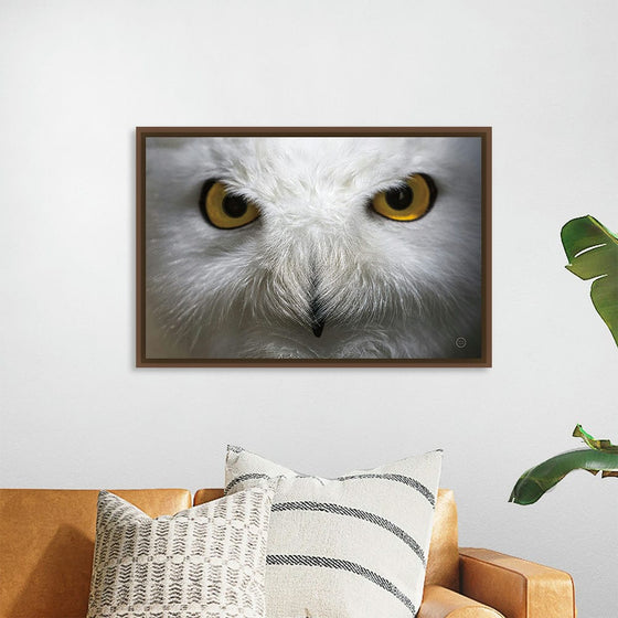 “Snowy Owl Stare“, Nathan Larson