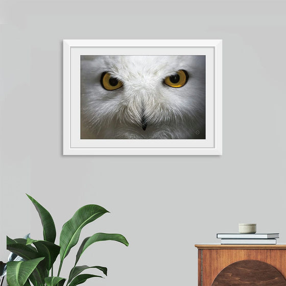 “Snowy Owl Stare“, Nathan Larson