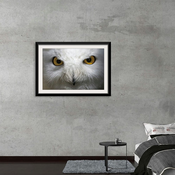 “Snowy Owl Stare“, Nathan Larson