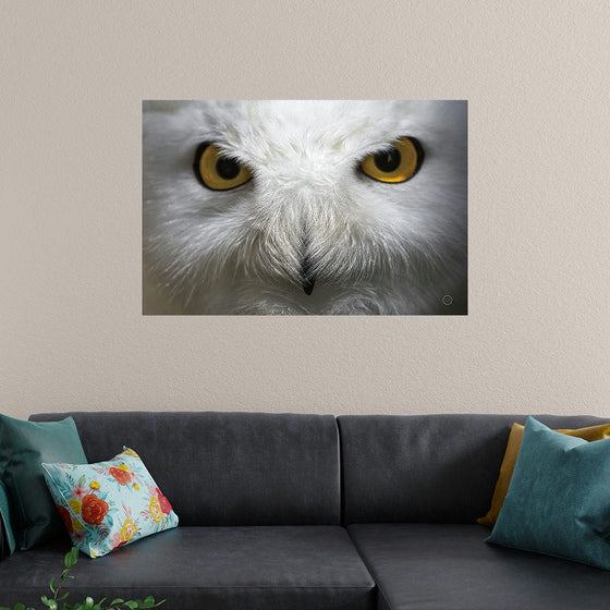 “Snowy Owl Stare“, Nathan Larson