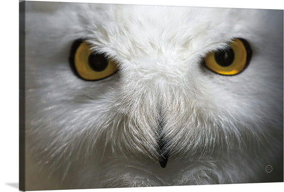 “Snowy Owl Stare“, Nathan Larson