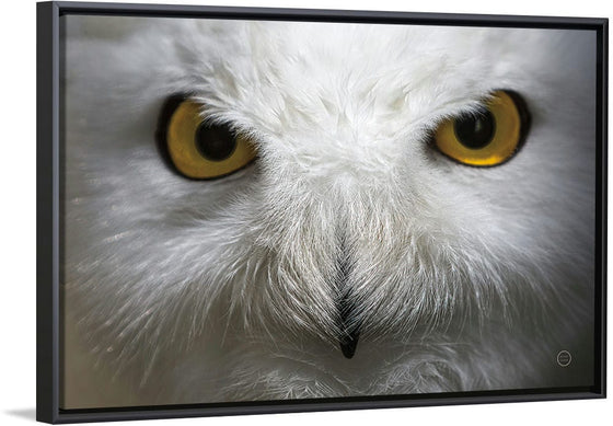 “Snowy Owl Stare“, Nathan Larson