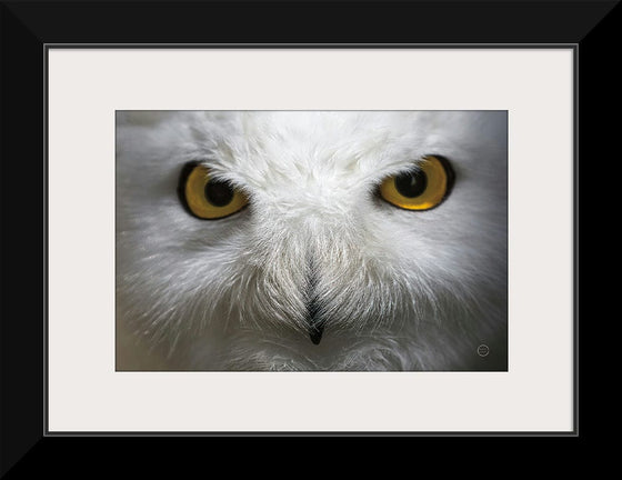 “Snowy Owl Stare“, Nathan Larson