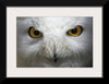 “Snowy Owl Stare“, Nathan Larson