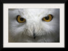 “Snowy Owl Stare“, Nathan Larson