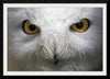 “Snowy Owl Stare“, Nathan Larson