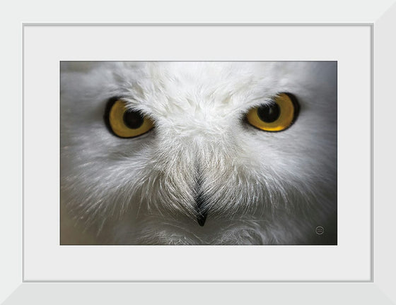 “Snowy Owl Stare“, Nathan Larson