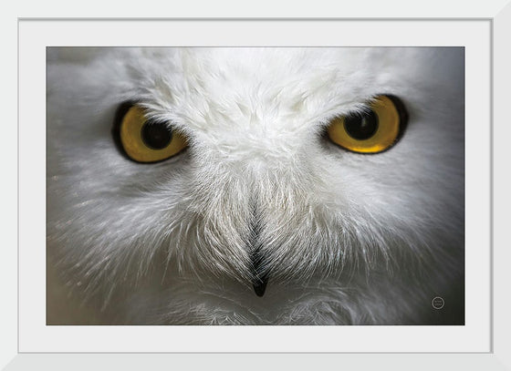 “Snowy Owl Stare“, Nathan Larson