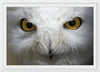 “Snowy Owl Stare“, Nathan Larson