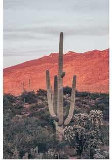  “Sunsets and Saguaros I”, Nathan Larson