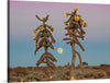 “Desert Moonrise Crop“, Nathan Larson