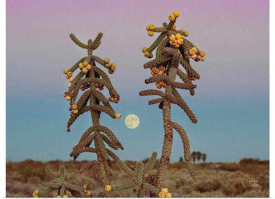 “Desert Moonrise Crop“, Nathan Larson