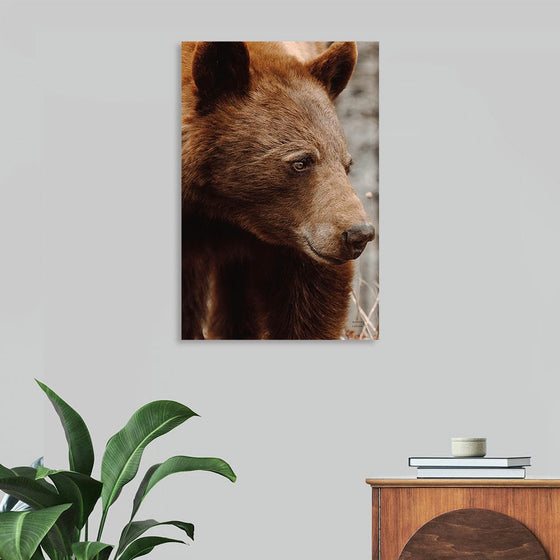 “Bear Profile I”, Nathan Larson