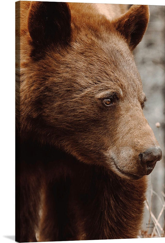 “Bear Profile I”, Nathan Larson