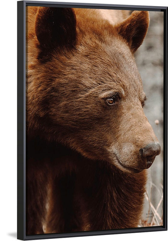 “Bear Profile I”, Nathan Larson