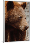 “Bear Profile I”, Nathan Larson