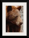 “Bear Profile I”, Nathan Larson