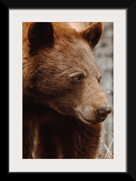 “Bear Profile I”, Nathan Larson