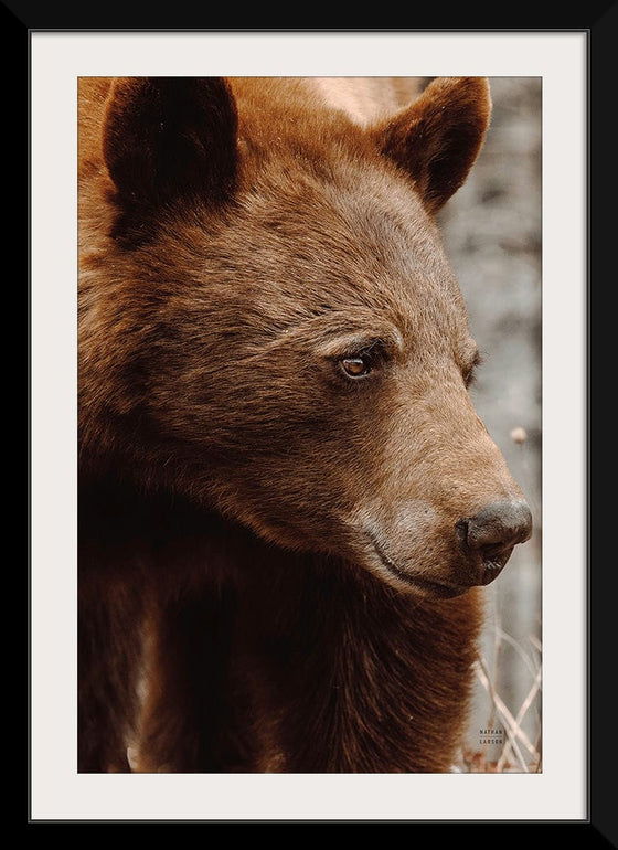 “Bear Profile I”, Nathan Larson