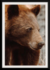 “Bear Profile I”, Nathan Larson