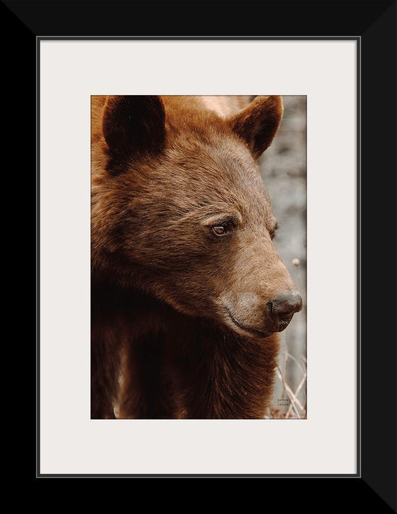 “Bear Profile I”, Nathan Larson