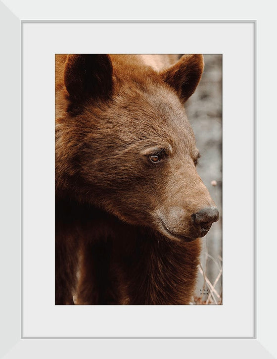 “Bear Profile I”, Nathan Larson