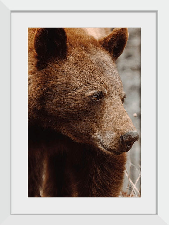 “Bear Profile I”, Nathan Larson