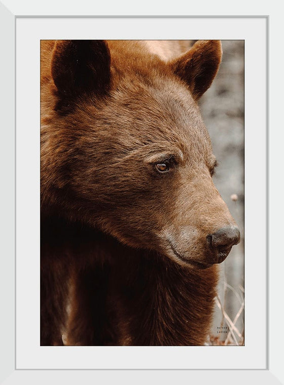 “Bear Profile I”, Nathan Larson