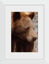 “Bear Profile I”, Nathan Larson