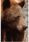 “Bear Profile I”, Nathan Larson