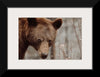 “Bear Profile II“, Nathan Larson