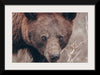 “Bear Portrait“, Nathan Larson