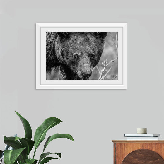 “Bear Portrait BW“, Nathan Larson