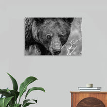  “Bear Portrait BW“, Nathan Larson