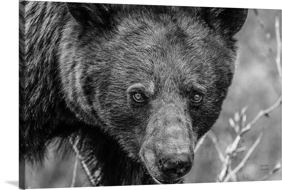 “Bear Portrait BW“, Nathan Larson