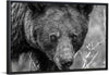 “Bear Portrait BW“, Nathan Larson