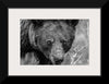 “Bear Portrait BW“, Nathan Larson