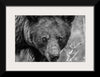 “Bear Portrait BW“, Nathan Larson