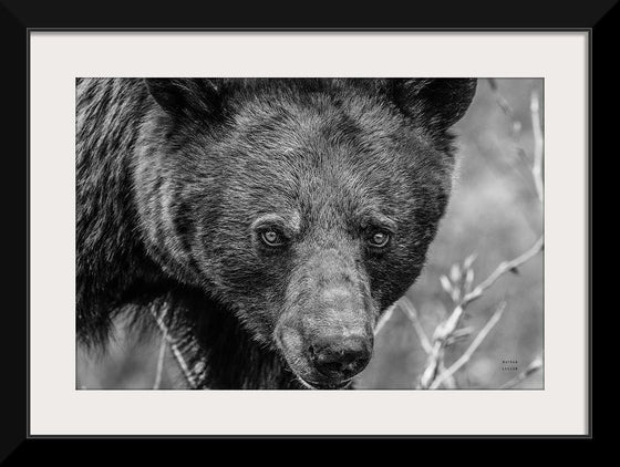 “Bear Portrait BW“, Nathan Larson