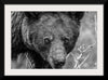 “Bear Portrait BW“, Nathan Larson