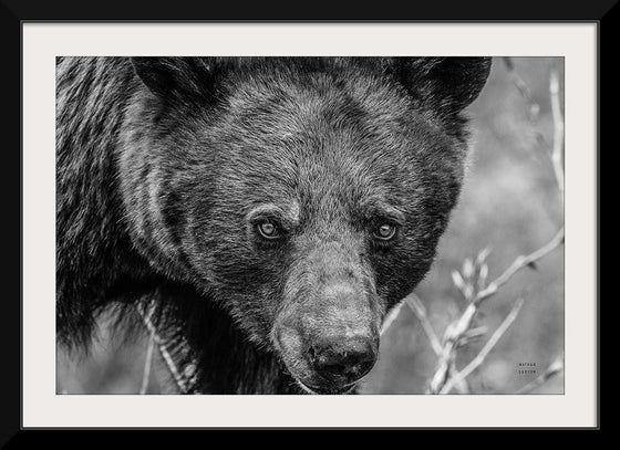 “Bear Portrait BW“, Nathan Larson