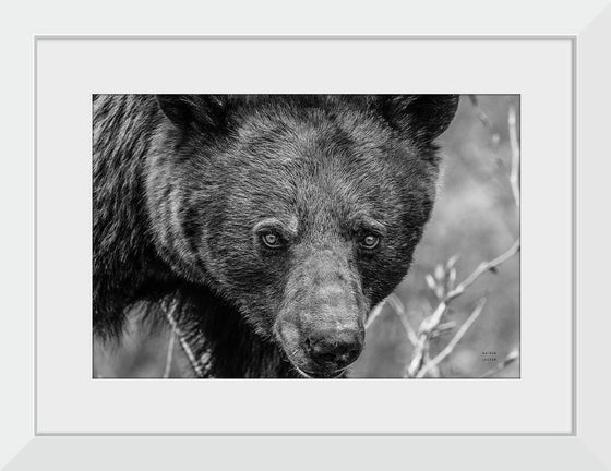 “Bear Portrait BW“, Nathan Larson