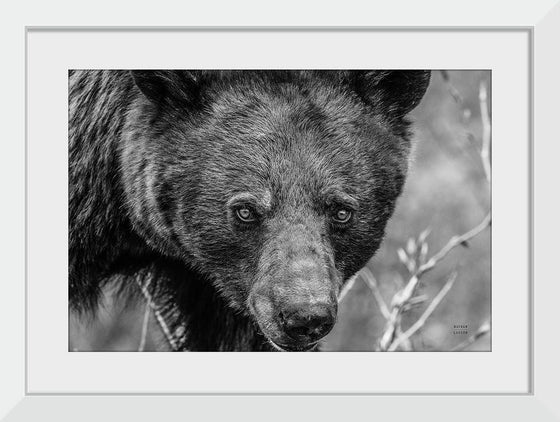 “Bear Portrait BW“, Nathan Larson